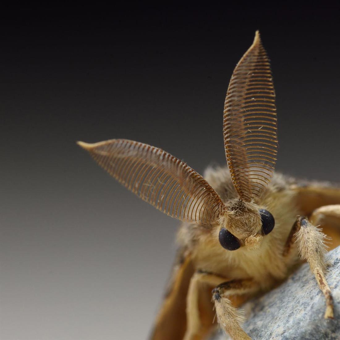 GyspyMothCloseUP
